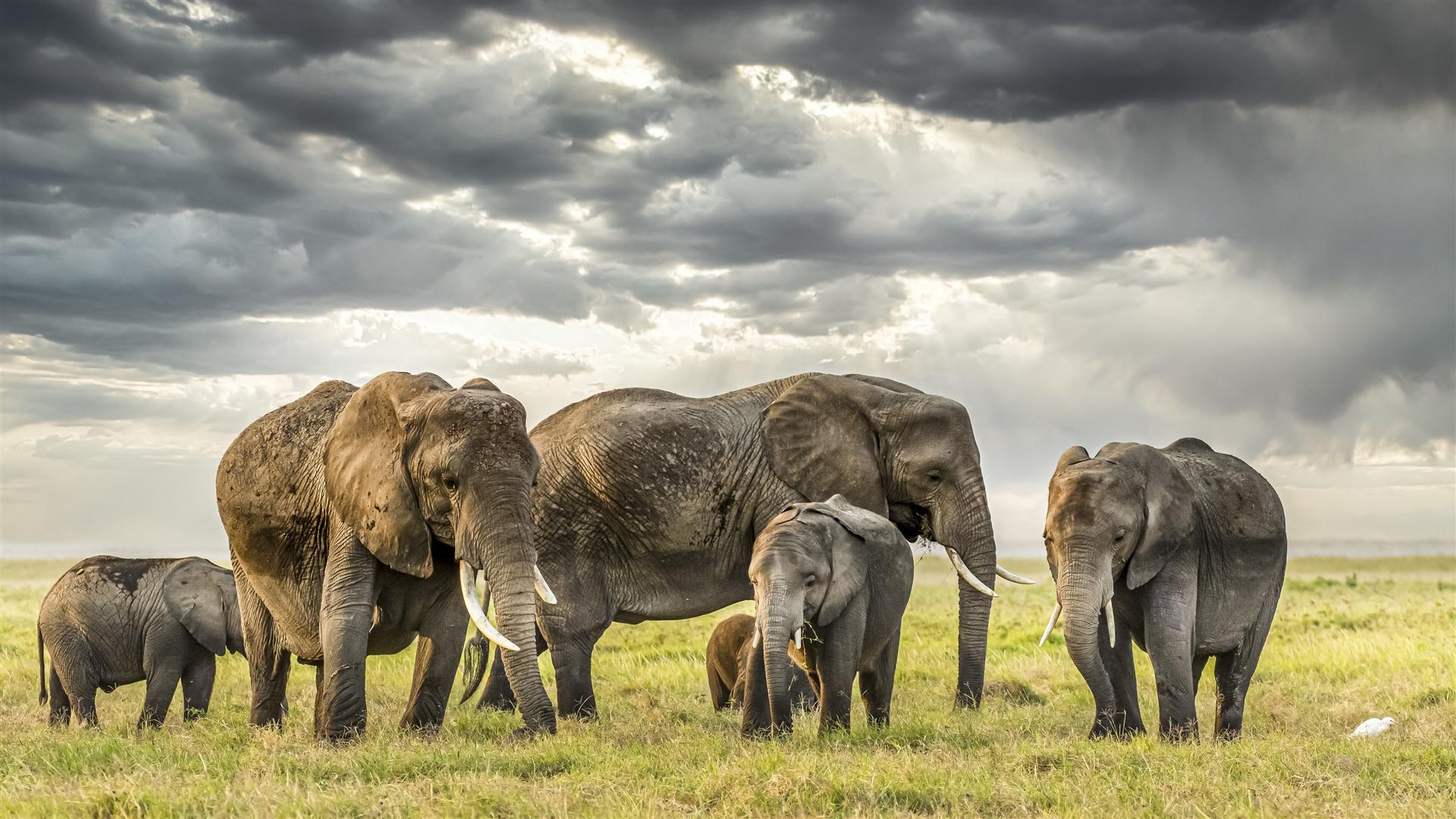 2 Days Akagera National Park Wildlife Safari