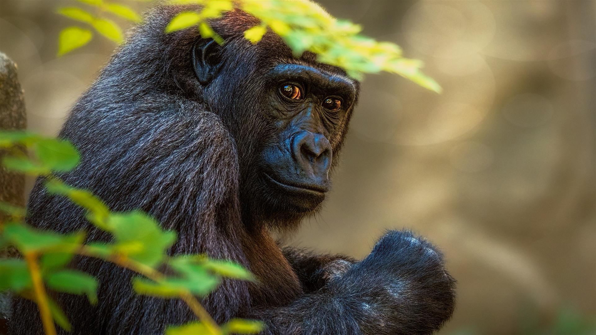 5 Days Luxury Primates Experience – Uganda